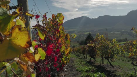 vides de viñedos de sudáfrica en hermosos colores de otoño rojo - amarillo