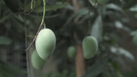 mangos verdes en el árbol