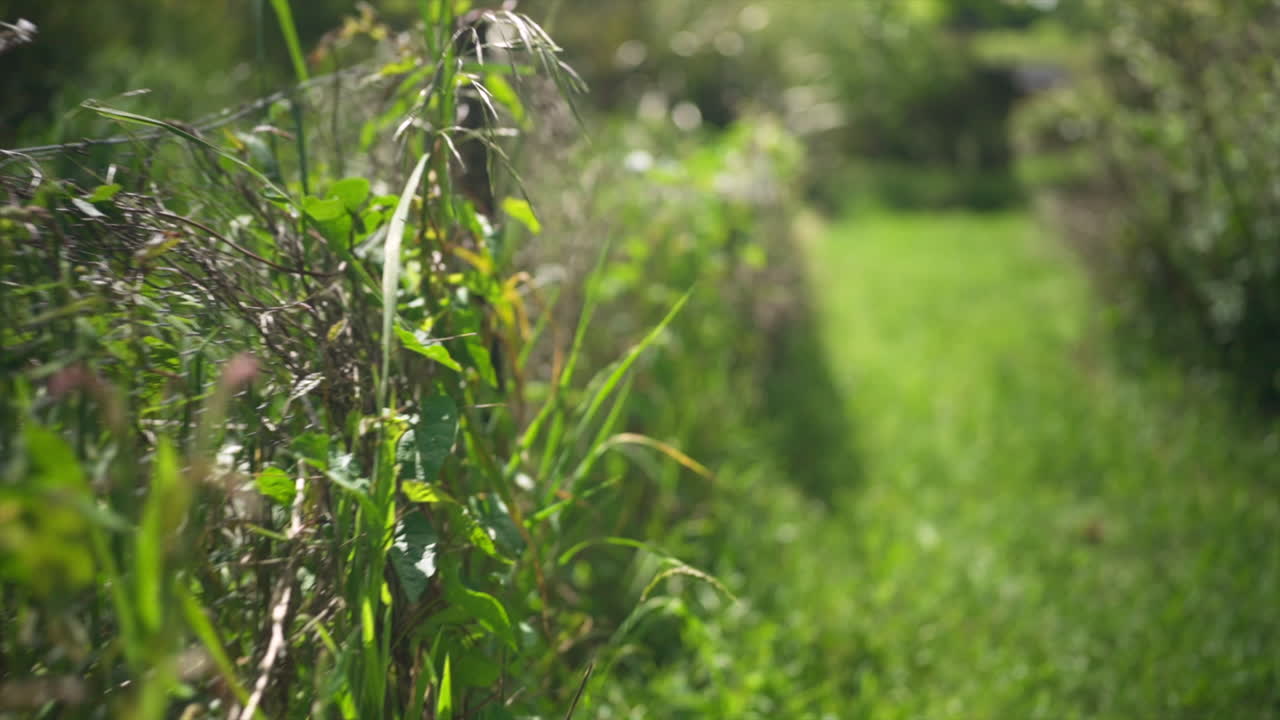 Slow Motion Gimbal Shot Moving Forwards next to an Overgrown Wired Fence in a Garden on a Sunny Day