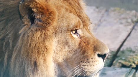 profile of a lion