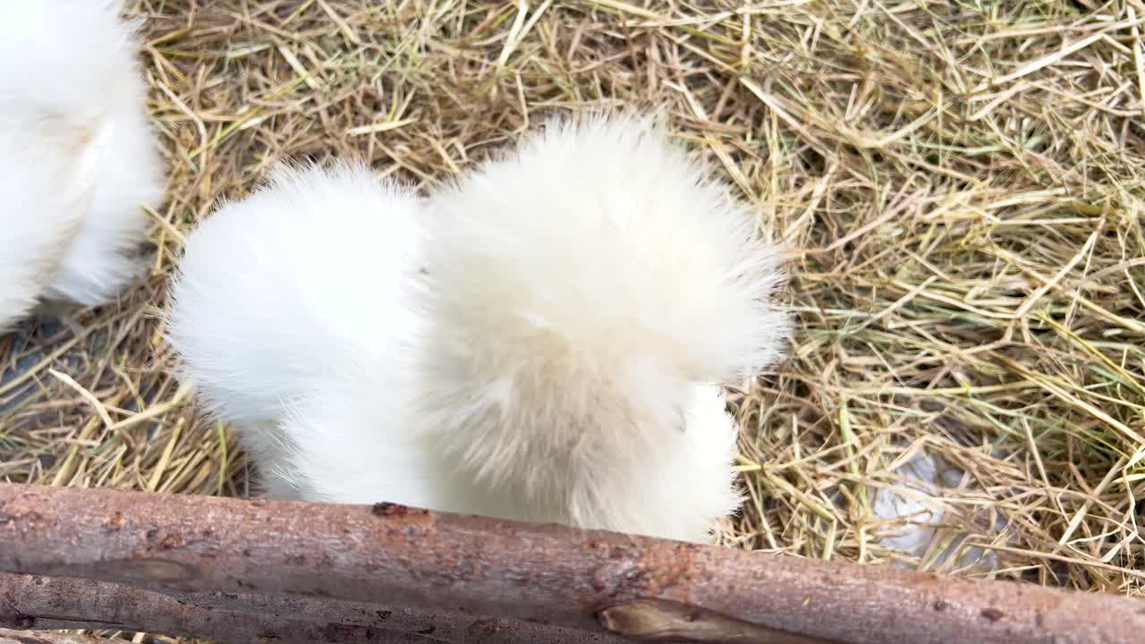 Silkie chickens interacting in a small enclosure