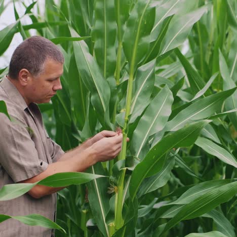 A-middle-aged-farmer-inspects-corn-sprouts