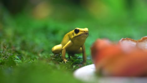 golden poison dart frog - camera side view