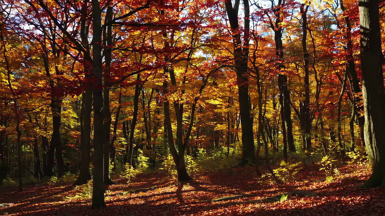 bosque de otoño con hojas coloridas