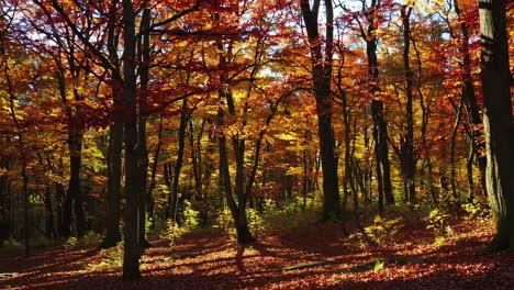 autumn forest with colorful leaves