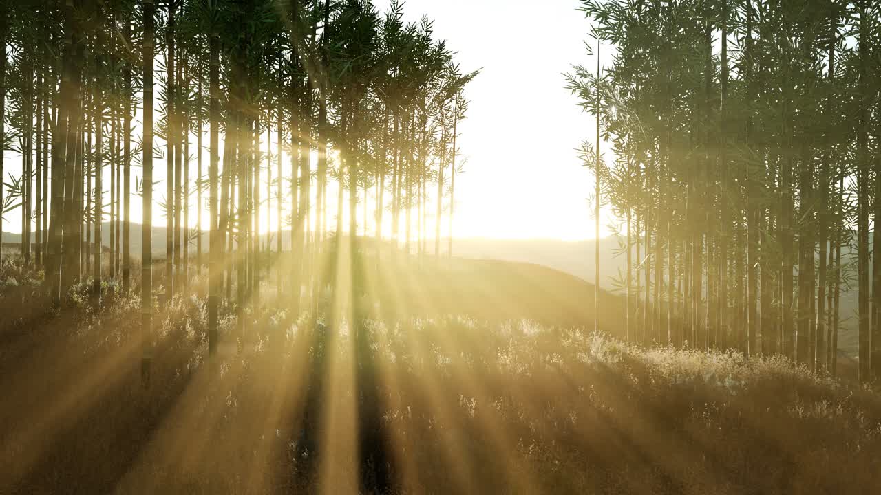 bosque de bambú verde en las colinas