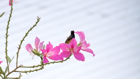 一只美丽的泰国蜂鸟坐在粉红色的冬<unk>花上, 吃它的花蜜 - - 近距离