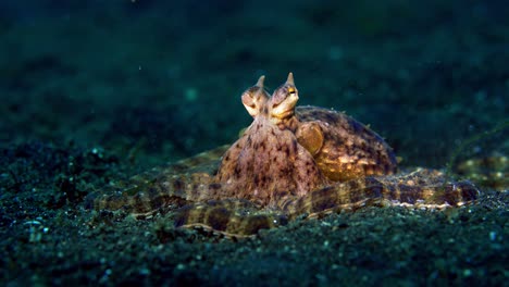 Wunderpus-Octopus-Lembeh-Indonesia-4k-25fps