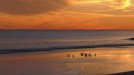 playa mediterránea al amanecer con aves marinas en arena dorada