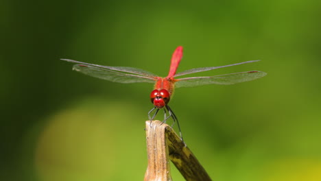 scarlet dragonfly (crocothemis erythraea) is a species of dragonfly in the family libellulidae. its common names include broad scarlet, common scarlet darter.