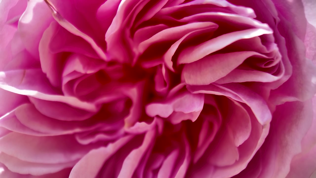 Primo piano estremo di petali di rosa rosa che mostrano una texture stratificata, toni morbidi, bellezza floreale romantica e delicata.