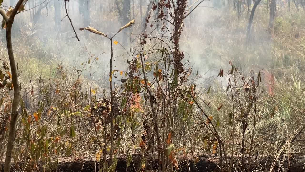 Stable shot of fire burning with thick smoke in an open grassy area of the forest.