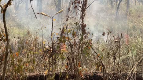stable shot of fire burning with thick smoke in an open grassy area of the forest.