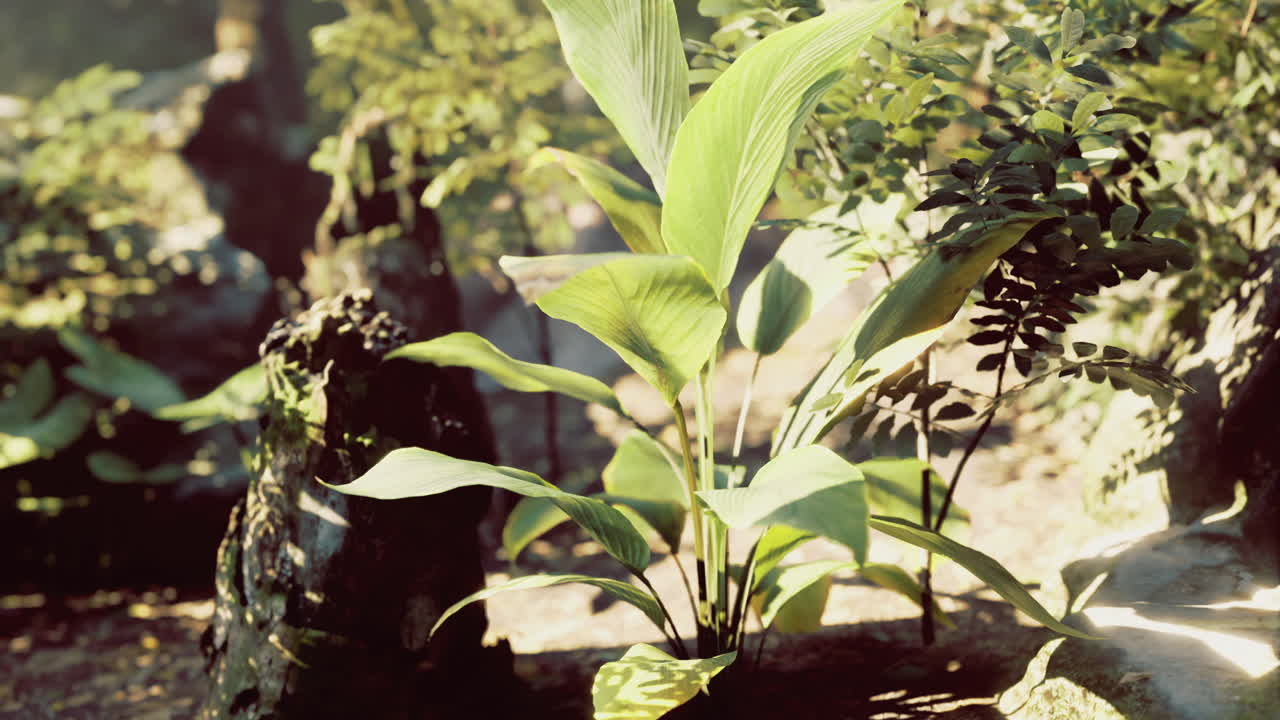 Lush green foliage and vibrant plants thrive in a serene natural environment
