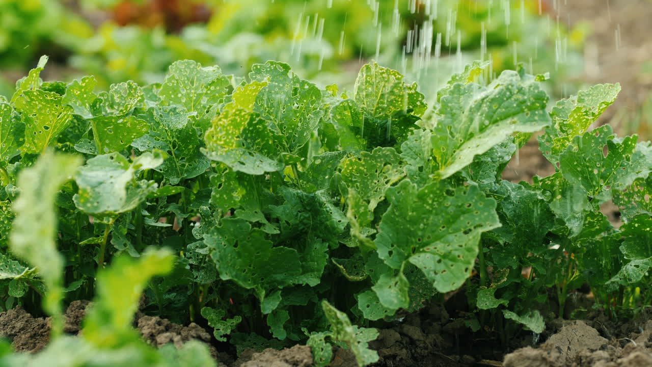 물방울이 정원의 상추 잎에 떨어집니다 1