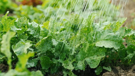 water droplets fall on lettuce leaves in the garden 1