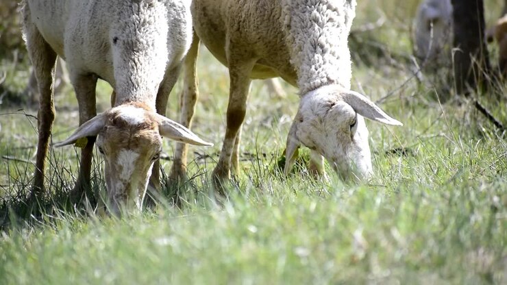 Gregge di pecore al pascolo in un pascolo aperto