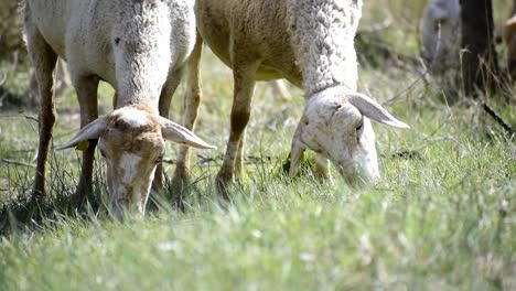 herd of sheep grazing in an open pasture