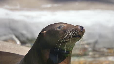 close up shot of yawning sea lion with closed eyes, enjoying sunlight outdoors