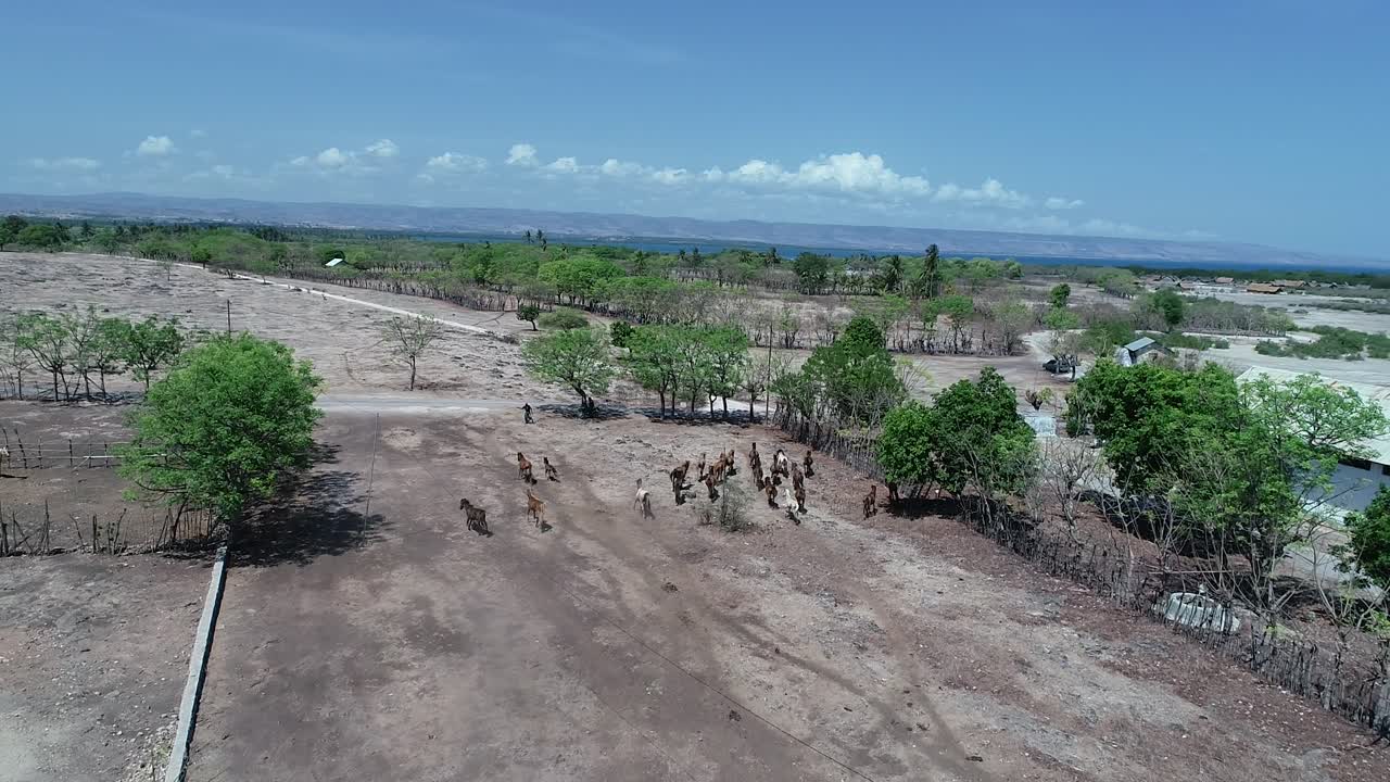 horses playing in a field on Sumba Island, Indonesia