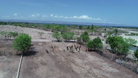 Pferde-Spielen-Auf-Einem-Feld-Auf-Der-Insel-Sumba,-Indonesien