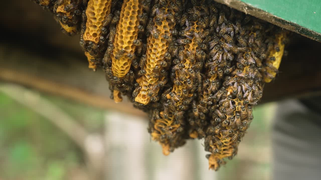 primer plano de un panal de miel lleno de abejas, dentro de una colmena de abejas, caja de madera de apicultura