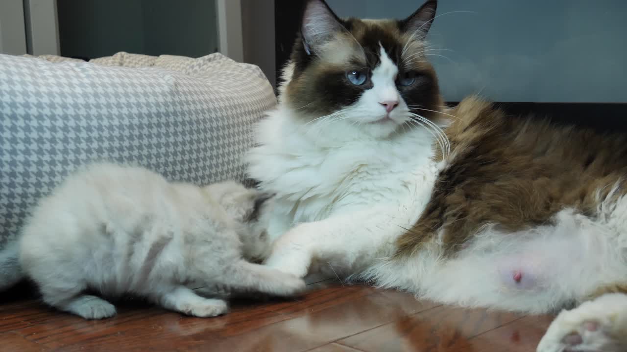 famiglia giocosa - piccolo gattino carino che gioca con sua madre