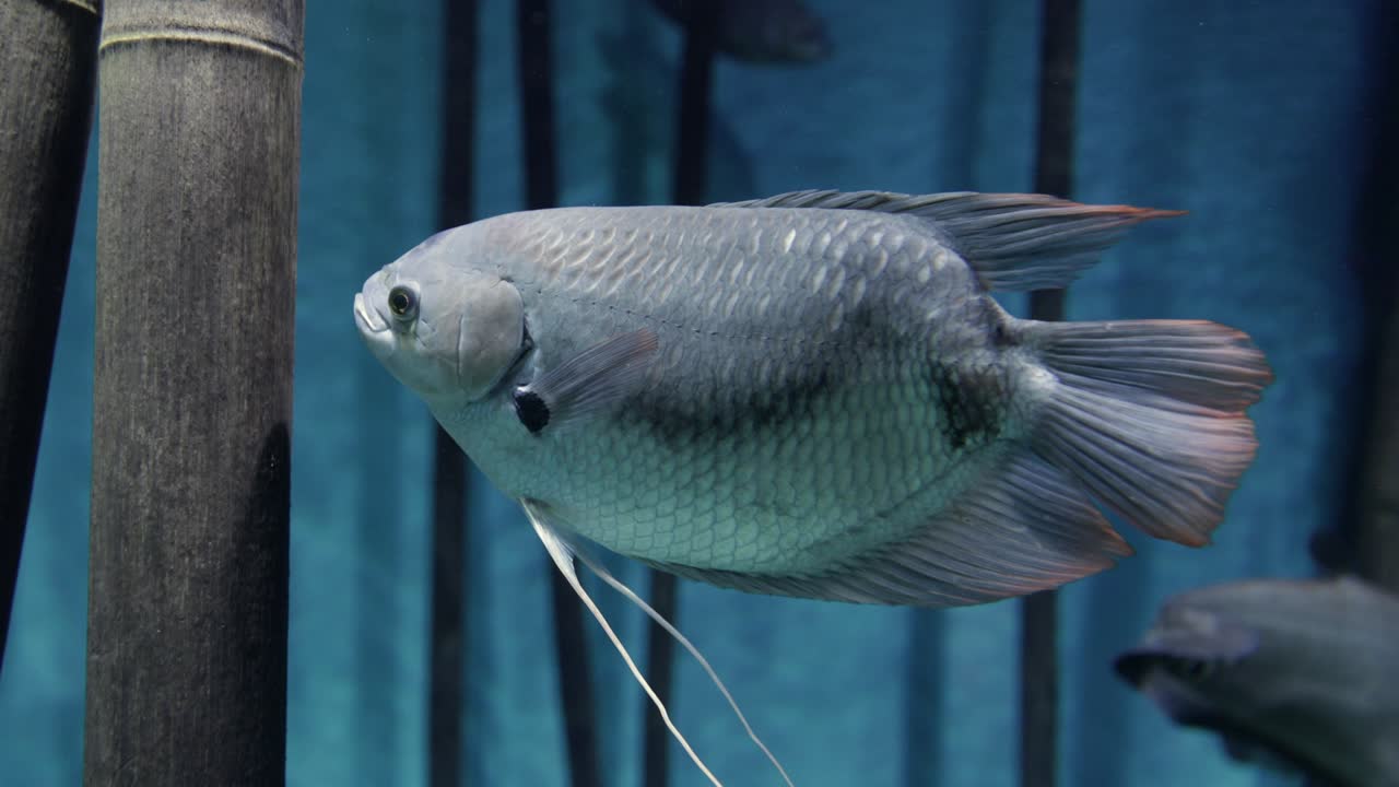 물속에서 다채롭고 희귀한 물고기의 근접 사진