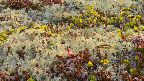 arctic tundra lichen moss close-up. found primarily in areas of arctic tundra, alpine tundra, it is extremely cold-hardy. cladonia rangiferina, also known as reindeer cup lichen.