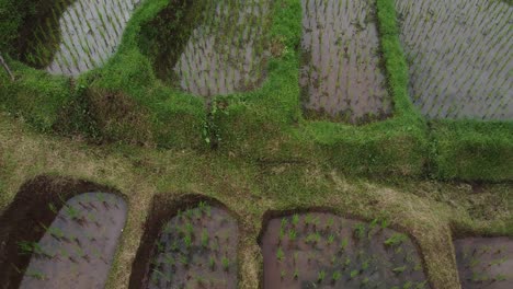 aerial birds eye flight over flooded rice fields in bali during cloudy day