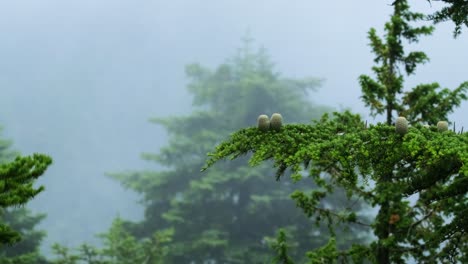 茂盛的綠色香柏樹樹枝在健康的森林中輕微的風中搖<unk>