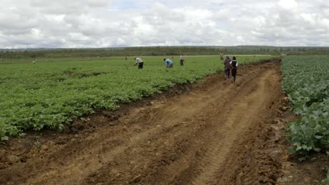 Amplio-Campo-Con-Agricultores-Africanos