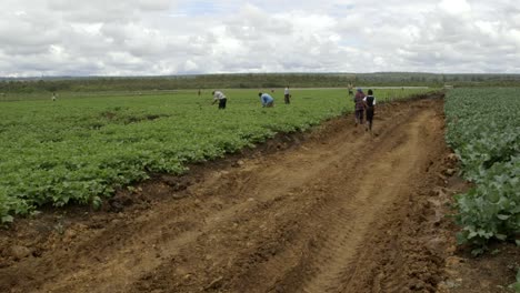 campo amplio con los agricultores africanos