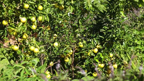 lush lemon trees in a sunlit orchard, showcasing vibrant green foliage and ripe yellow lemons under clear skies