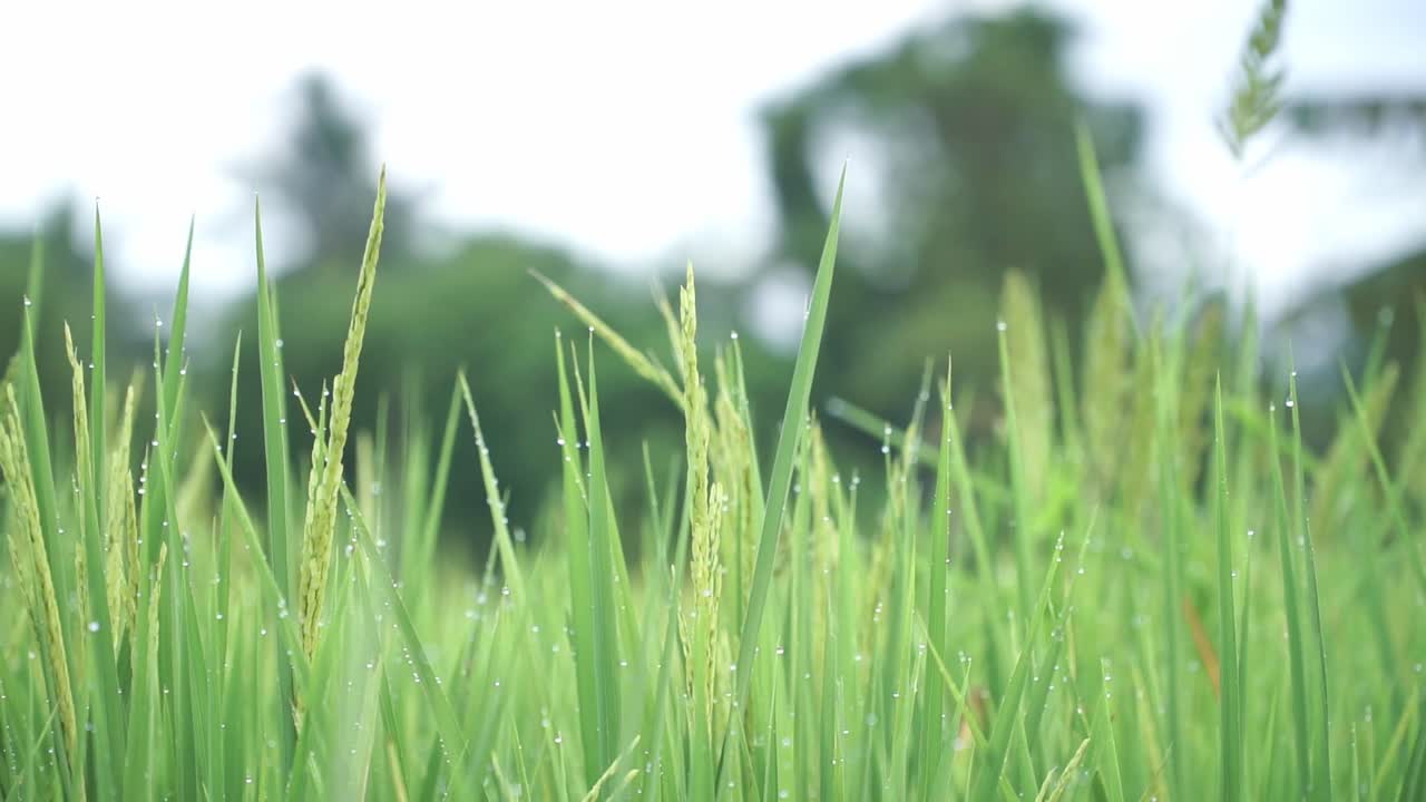 Close-up footage of lush green paddy plants swaying gently in the breeze. Fresh morning dew glistens on the rice leaves, creating a serene and refreshing atmosphere. The background is softly blurred