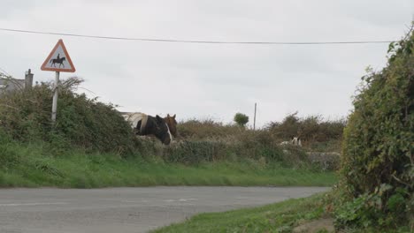 Los-Caballos-Pastan-En-Una-Pradera-Rodeada-Por-Una-Valla-De-Piedra-En-Holy-Island,-Anglesey,-Gales