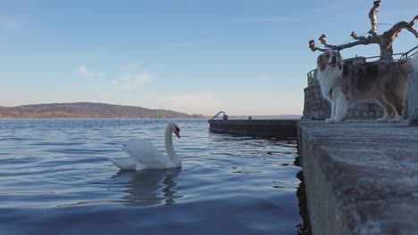 Hostile-aggressive-rampant-dog-barks-at-swan-from-dock-edge