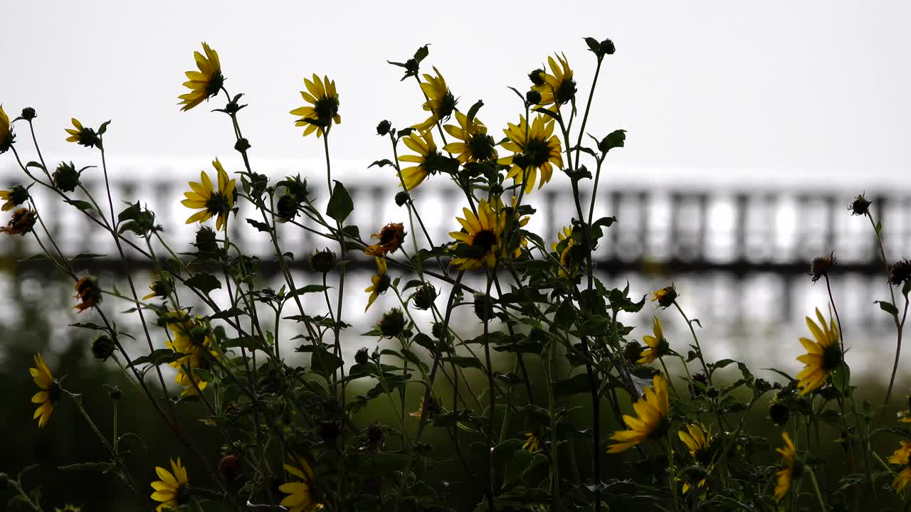 은 날의 야생 꽃