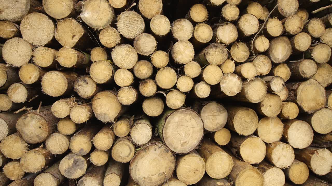 Stacked tree trunks in the forest. Wood design.