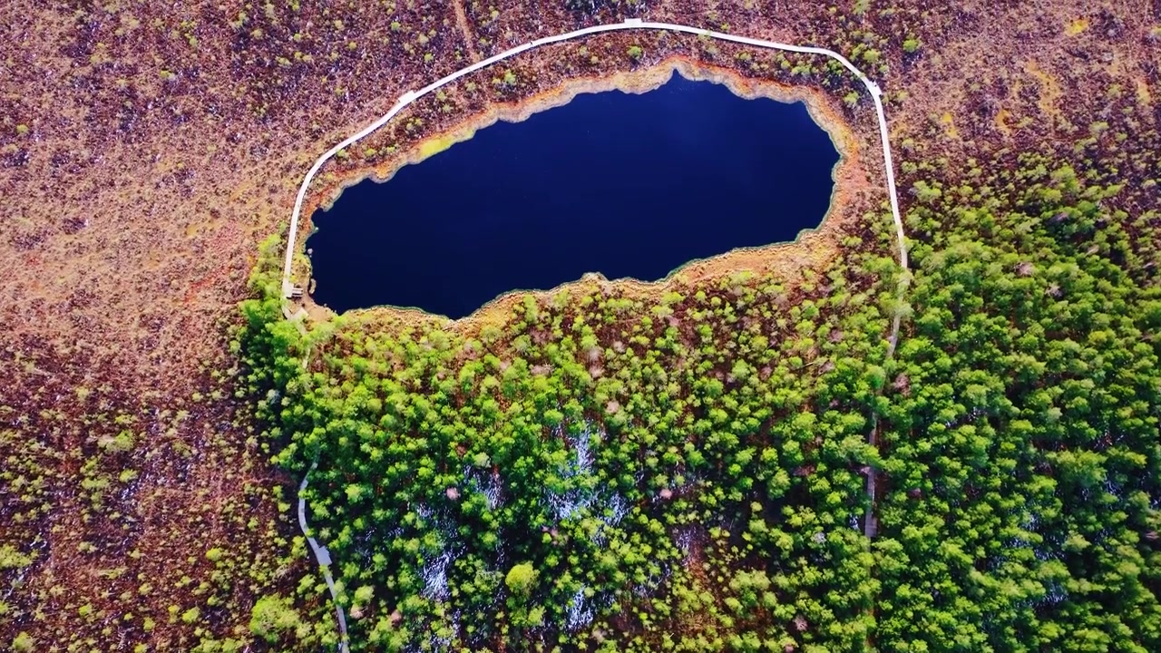 Træpromenade buer langs mørke vådområdevande, mens foråret vækker den nordiske natur.