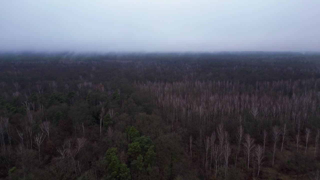 어고 우울한 분위기에서 안개 숲 근처의 도로에서 운전하는 자동차. 최고의 공중 전망 비행 비행 리버스 드론