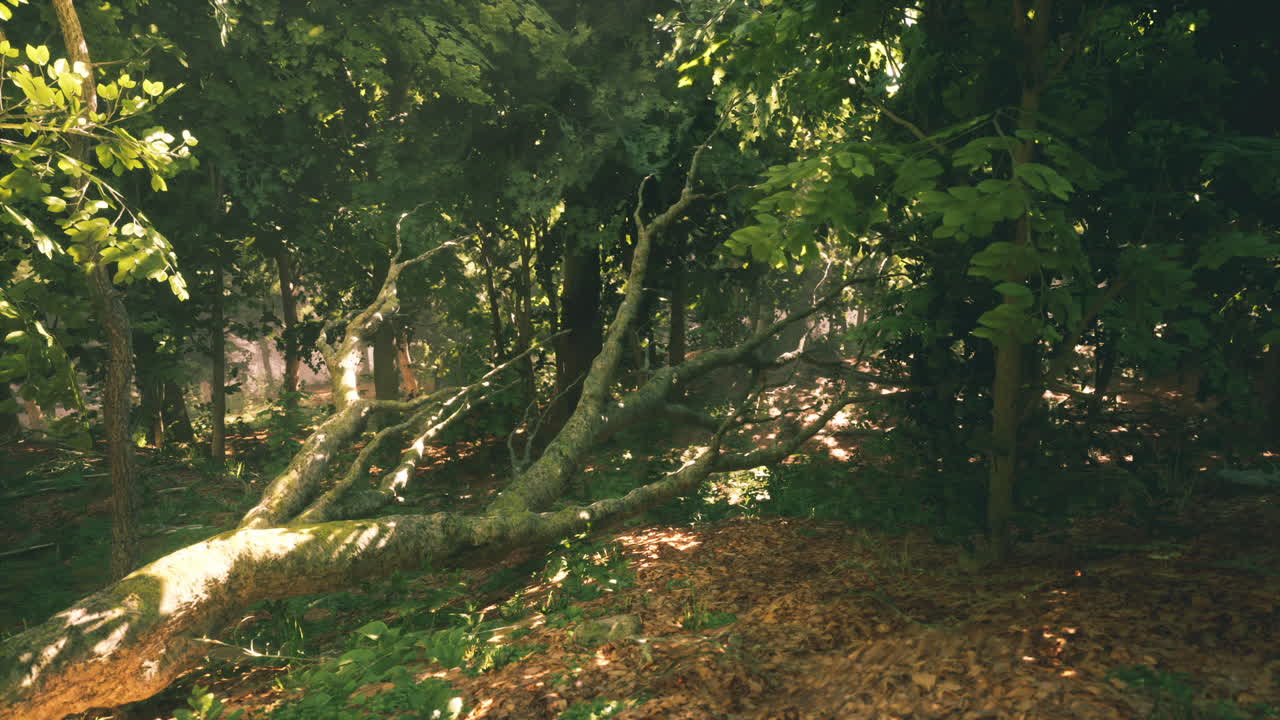 Fallen tree surrounded by lush forest with sunlight filtering through foliage