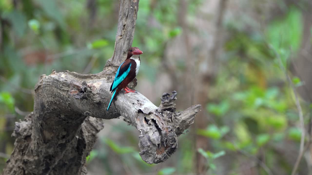 un martín pescador de garganta blanca sentado en una rama en la jungla sobre un pequeño arroyo