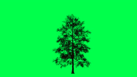 tree on green screen