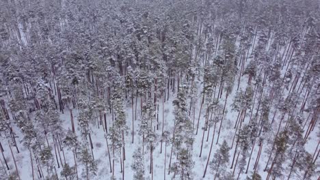 Wald-Aus-Kiefern,-Bedeckt-Mit-Weißem-Schnee-Im-Winter