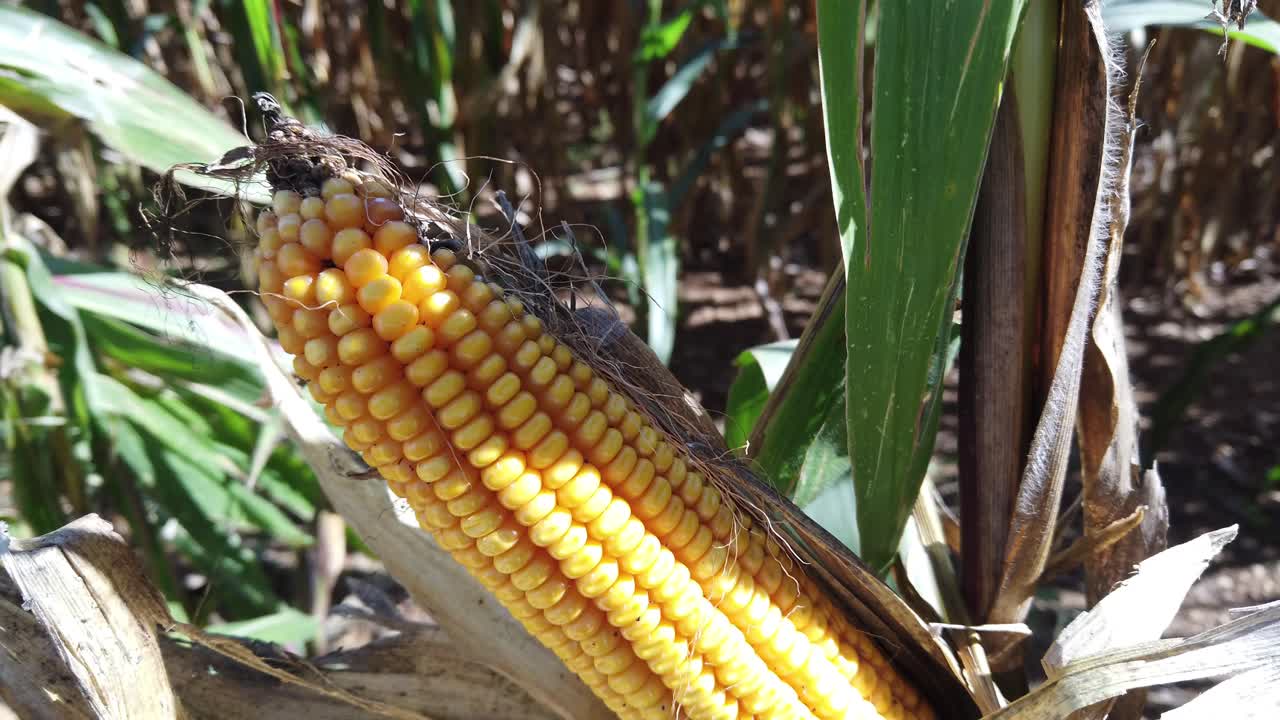 gran espiga de maíz todavía en la planta que muestra mazorcas amarillas maduras