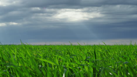 green grass growing meadow in dramatic strom dark weather nature landscape.