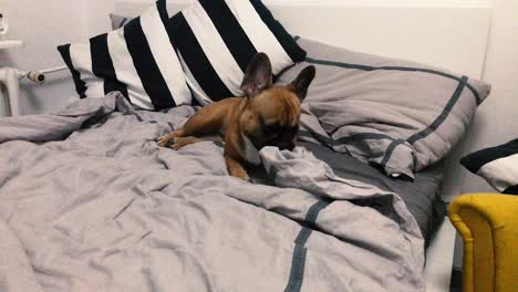 small french bulldog have a nice time and bites a quilt in the bedroom in slow motion