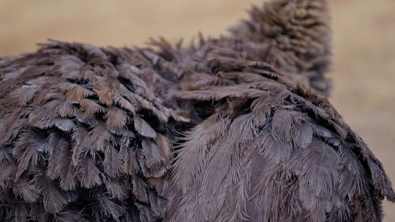 Closeup of an Ostrich's Back Feathers