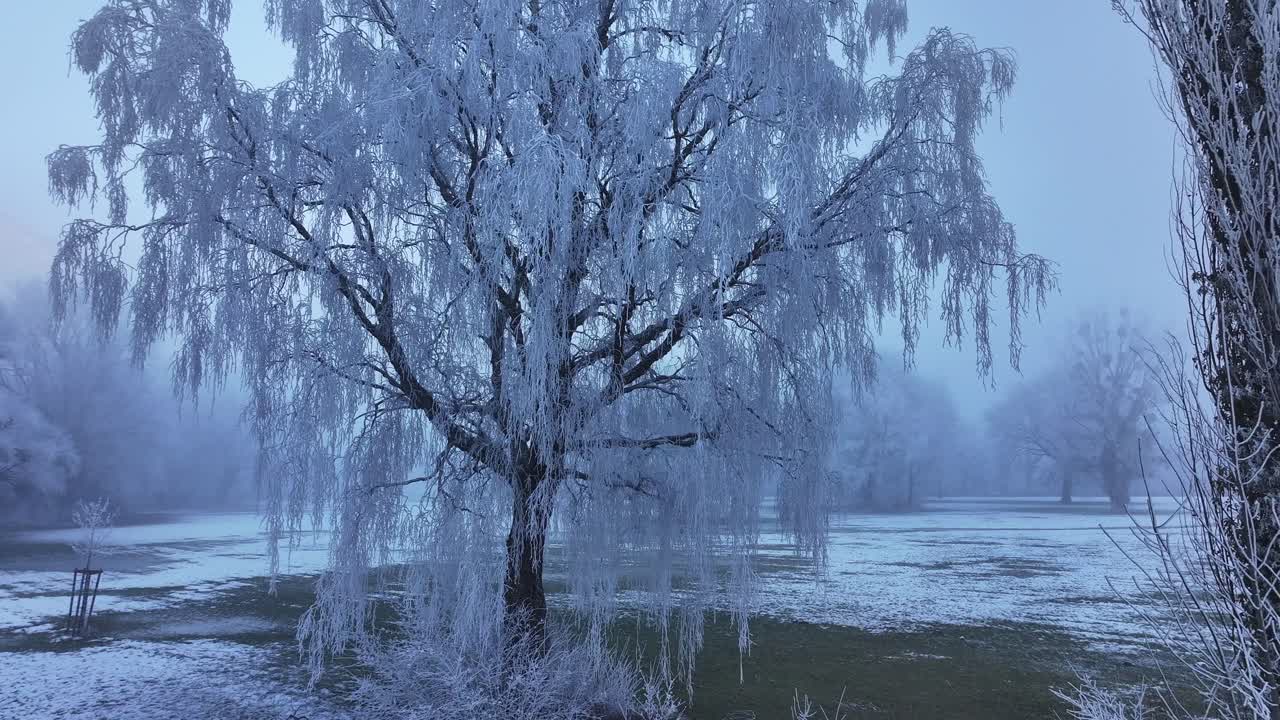 Magical winter landscape in Walensee, Switzerland, covering Wessen, Amden, Quinten, Mols and Walenstadt, stunning frost-covered tree, snow-covered ground and misty atmosphere.